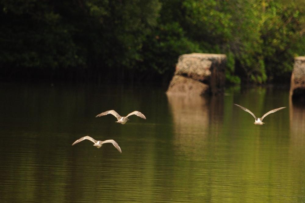 Salim Ali Bird Sanctuary (4).jpg